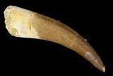 Fossil Plesiosaur (Zarafasaura) Tooth - Morocco #160579-1